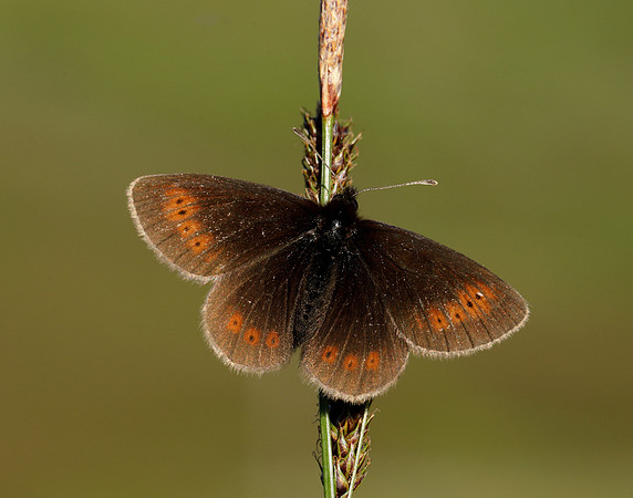 Mountain Ringlet Erebia epiphron