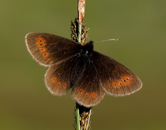 Mountain Ringlet Erebia epiphron