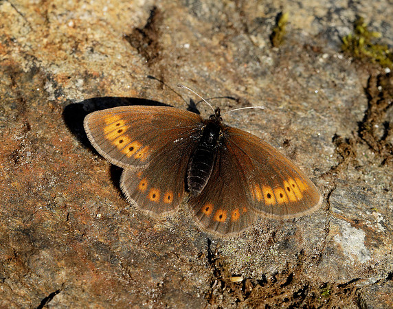 Mountain Ringlet Erebia epiphron