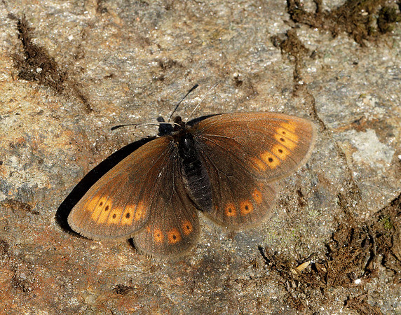 Mountain Ringlet Erebia epiphron