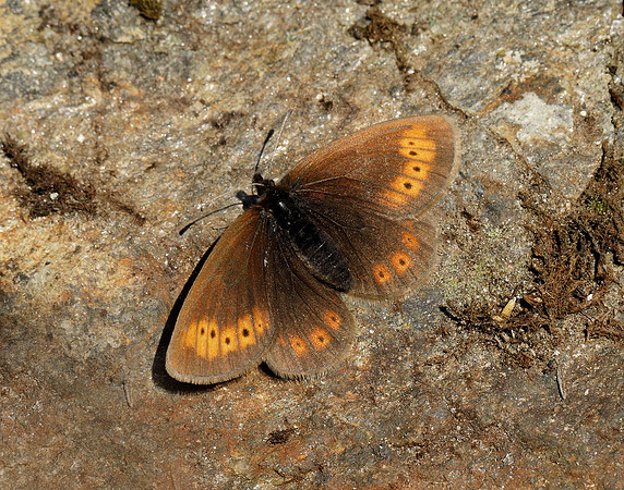 Mountain Ringlet Erebia epiphron