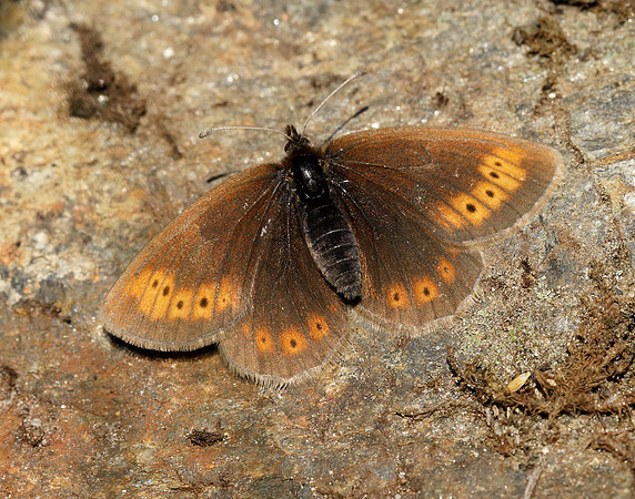 Mountain Ringlet Erebia epiphron