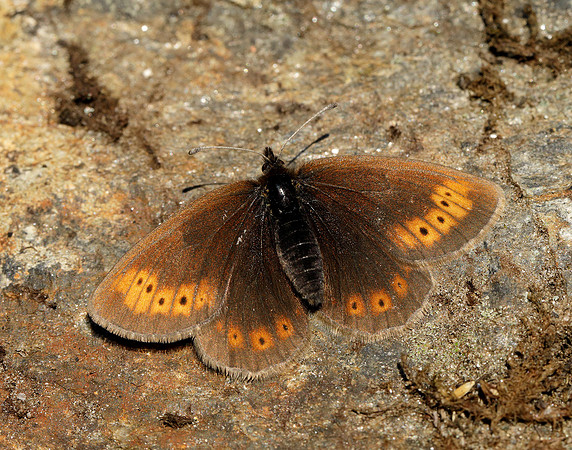 Mountain Ringlet Erebia epiphron