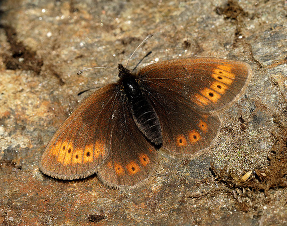 Mountain Ringlet Erebia epiphron