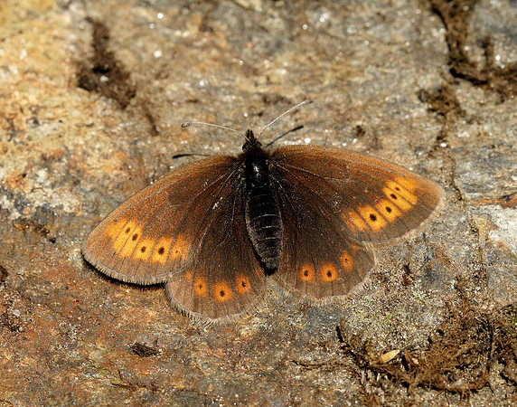 Mountain Ringlet Erebia epiphron