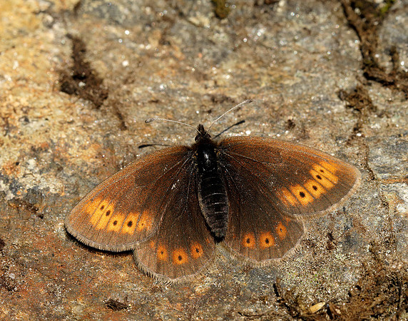Mountain Ringlet Erebia epiphron