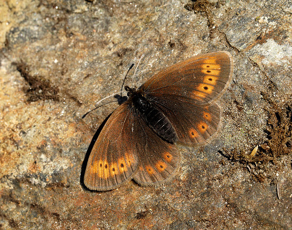 Mountain Ringlet Erebia epiphron