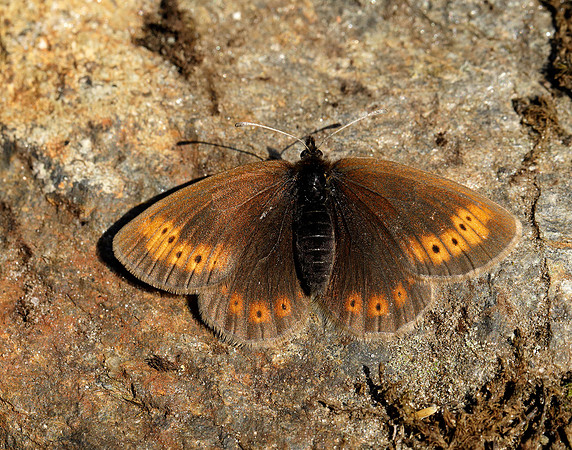 Mountain Ringlet Erebia epiphron