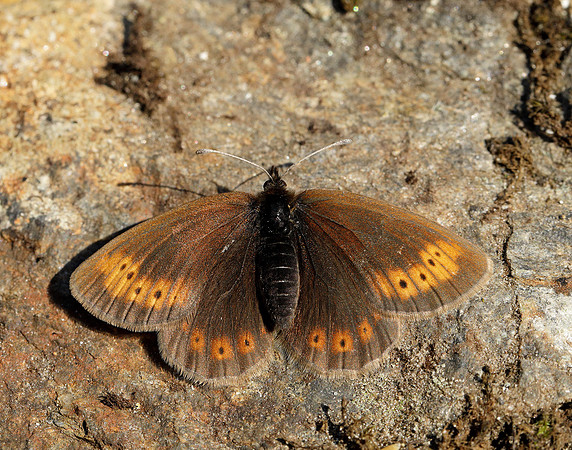 Mountain Ringlet Erebia epiphron
