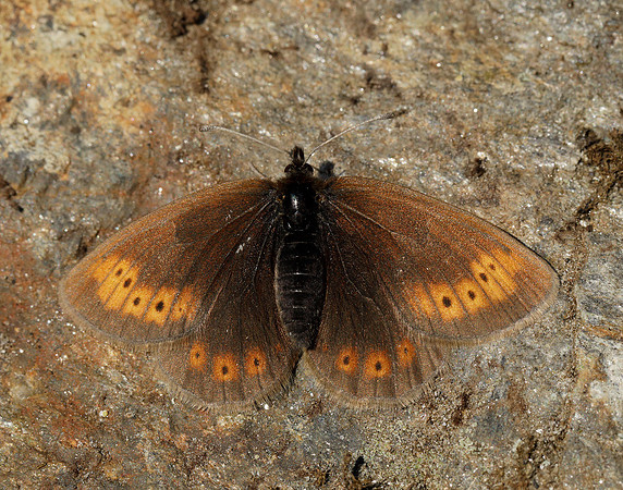 Mountain Ringlet Erebia epiphron