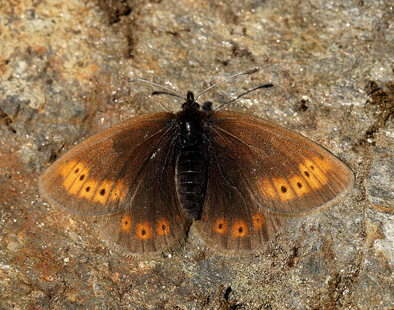Mountain Ringlet Erebia epiphron
