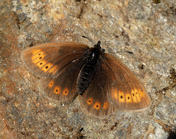 Mountain Ringlet Erebia epiphron