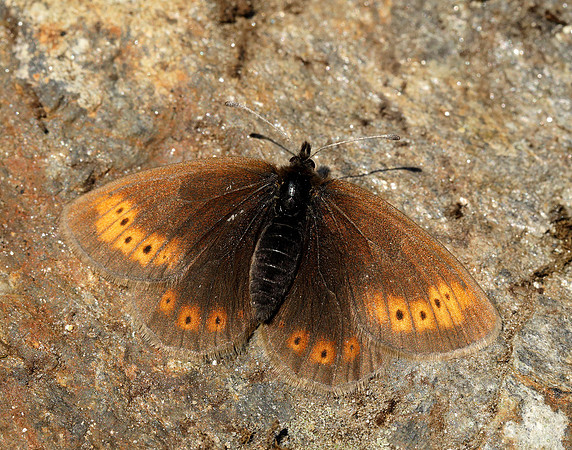Mountain Ringlet Erebia epiphron
