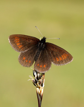Mountain Ringlet Erebia epiphron