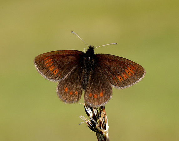 Mountain Ringlet Erebia epiphron