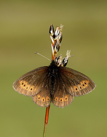 Mountain Ringlet Erebia epiphron