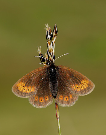 Mountain Ringlet Erebia epiphron