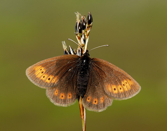 Mountain Ringlet Erebia epiphron