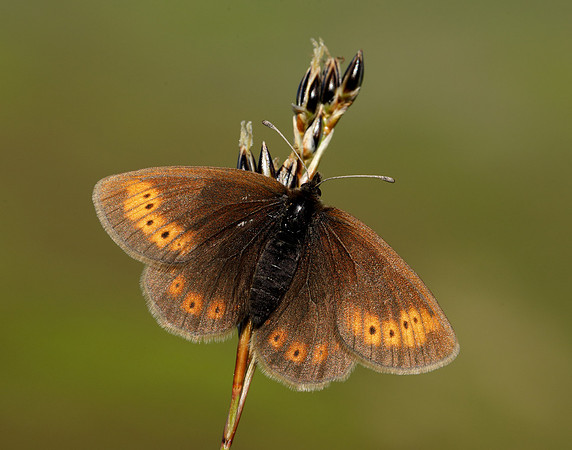 Mountain Ringlet Erebia epiphron
