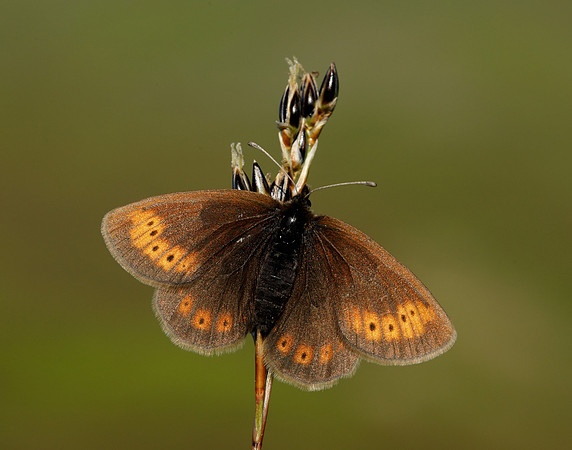 Mountain Ringlet Erebia epiphron