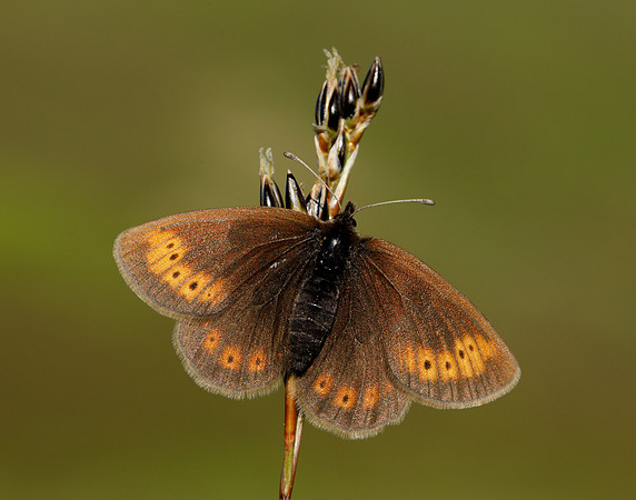 Mountain Ringlet Erebia epiphron