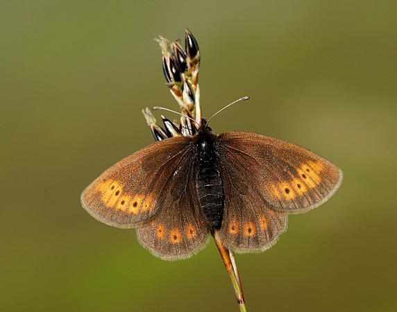 Mountain Ringlet Erebia epiphron