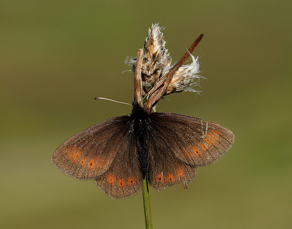 Mountain Ringlet Erebia epiphron