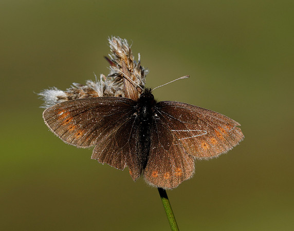 Mountain Ringlet Erebia epiphron