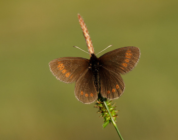 Mountain Ringlet Erebia epiphron