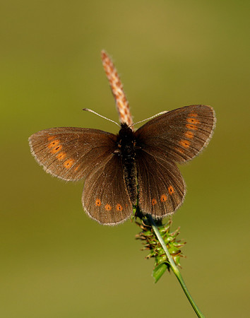 Mountain Ringlet Erebia epiphron