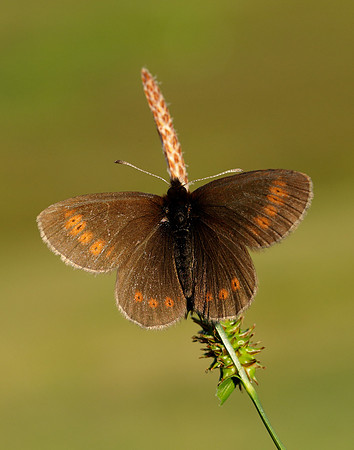 Mountain Ringlet Erebia epiphron