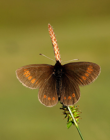 Mountain Ringlet Erebia epiphron