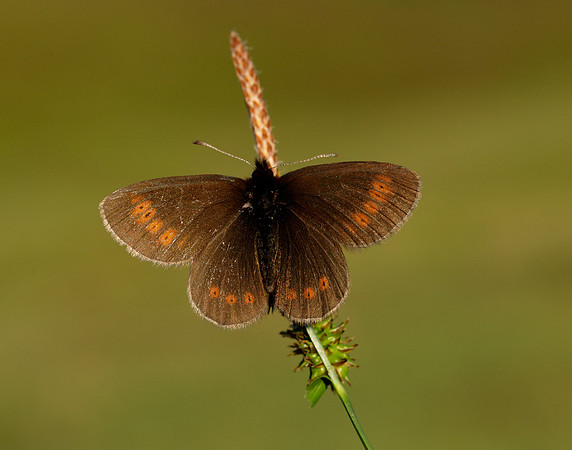 Mountain Ringlet Erebia epiphron