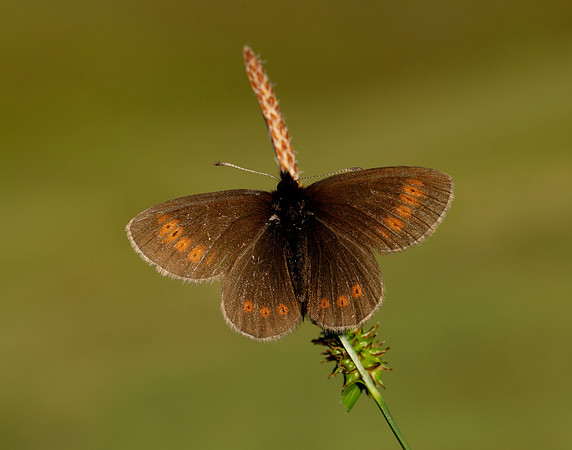 Mountain Ringlet Erebia epiphron