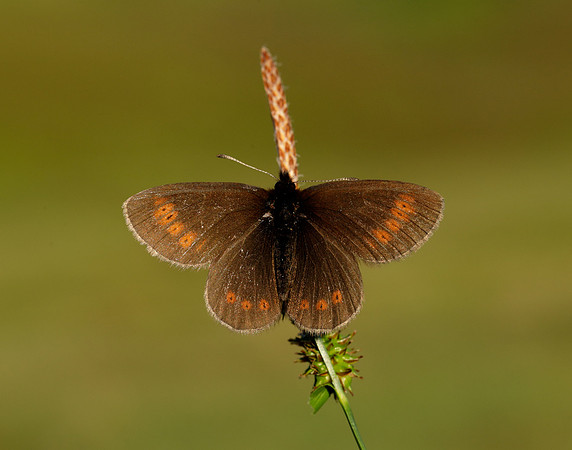 Mountain Ringlet Erebia epiphron
