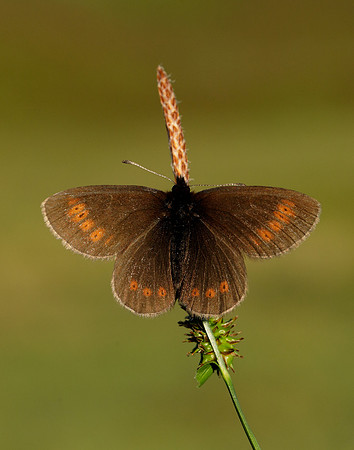 Mountain Ringlet Erebia epiphron