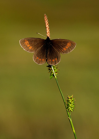 Mountain Ringlet Erebia epiphron