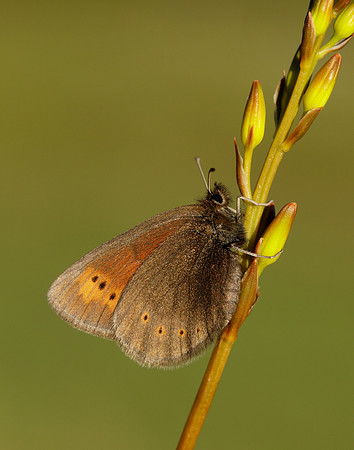 Mountain Ringlet Erebia epiphron