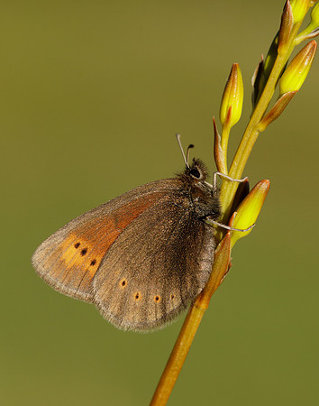 Mountain Ringlet Erebia epiphron