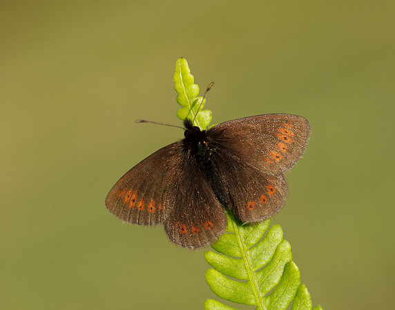 Mountain Ringlet Erebia epiphron