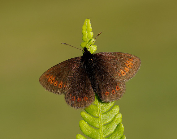 Mountain Ringlet Erebia epiphron