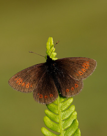 Mountain Ringlet Erebia epiphron
