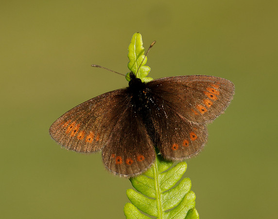 Mountain Ringlet Erebia epiphron