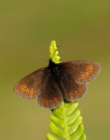 Mountain Ringlet Erebia epiphron