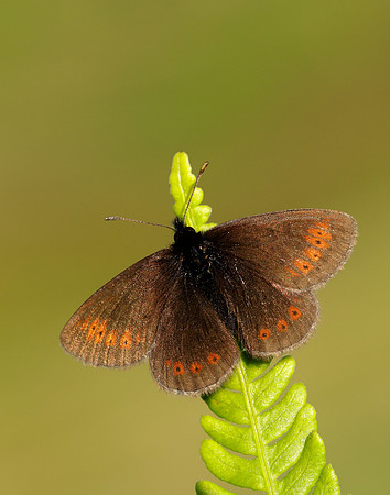 Mountain Ringlet Erebia epiphron