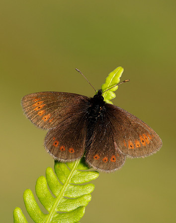 Mountain Ringlet Erebia epiphron