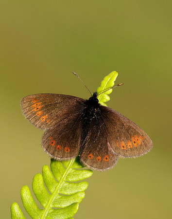 Mountain Ringlet Erebia epiphron