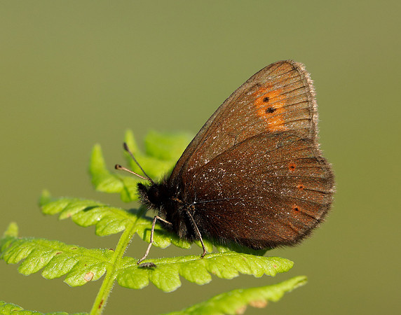 Mountain Ringlet Erebia epiphron
