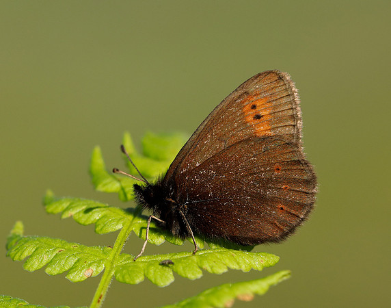 Mountain Ringlet Erebia epiphron
