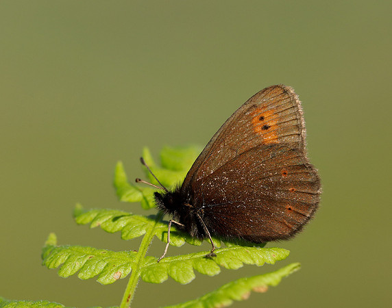Mountain Ringlet Erebia epiphron